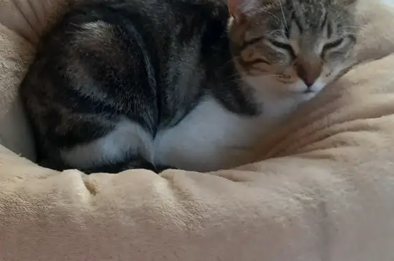 Chat perdu, gentil et peureux à Reignier - photo