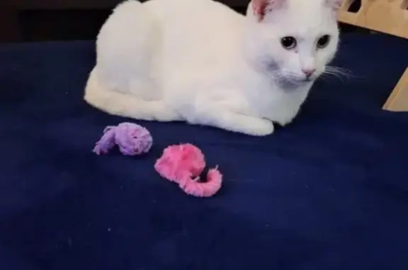 Missing cat Brimbank, photo: Lost Cat: White, Small, Shy - Brimbank