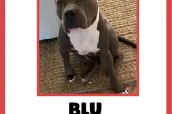 Missing dog Phoenix, photo: Lost Blue Pitbull on E Maryland Ave, PHX