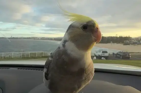 Lost Cockatiel: Grey & Yellow, Tame