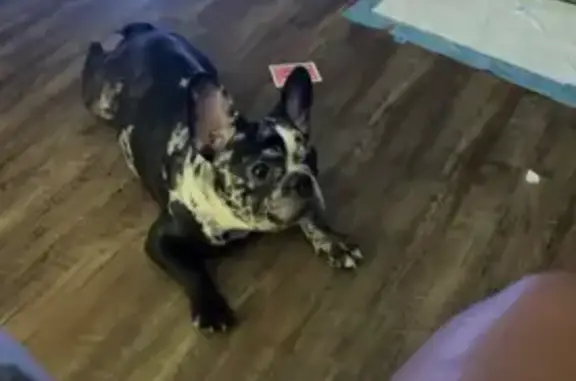 Lost French Bulldog: Oreo in PA