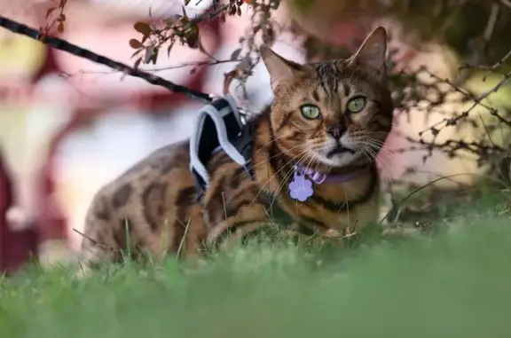 Lost Cat: Brown with Black Spots, Conneaut