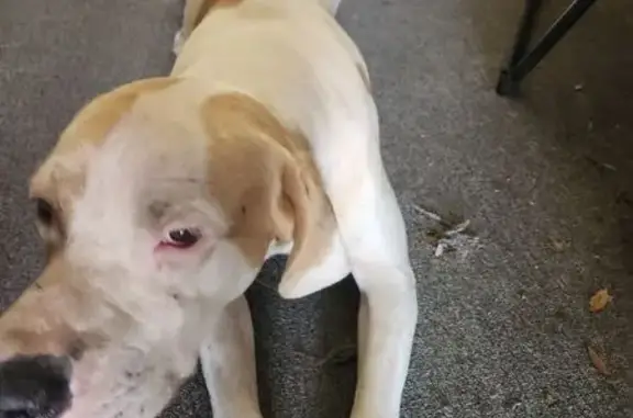Found dog Avon Park, photo: Friendly Found Bulldog Mix in Avon Park