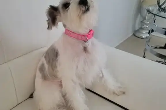 Lost White Schnauzer on Avenue J, Haines
