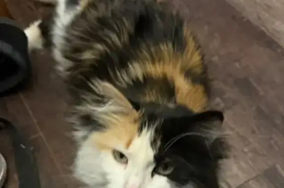 Missing cat , photo: Lost Fluffy Calico in Heritage Landing