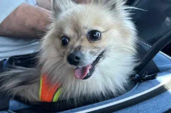 Found pets Arizona City, photo: Found Pom Mix in Goodyear: Help Reunite!
