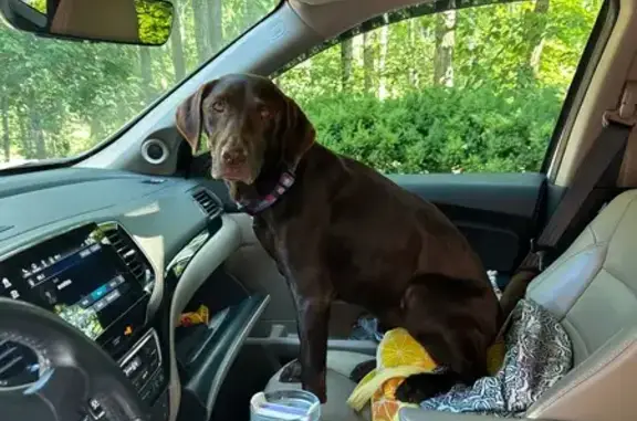 Lost and found pets Roanoke, photo: Lost Chocolate Lab Near Hinting Hills