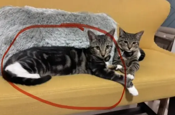 Lost pets Miami, photo: Lost Tabby: Unique Meow & Swirl Pattern