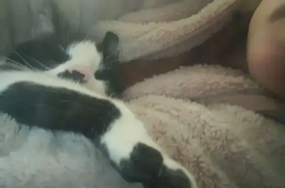 Lost Cat Theo: Black & White, Green Eyes