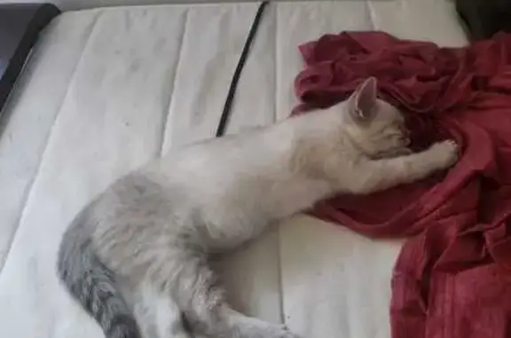 Chat perdu, , photo: Chaton blanc perdu, queue tigrée, 5 mois
