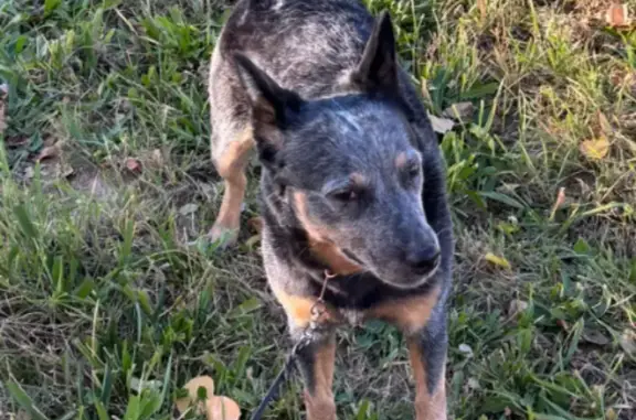 Lost Blue Heeler: Help Find Rosie!