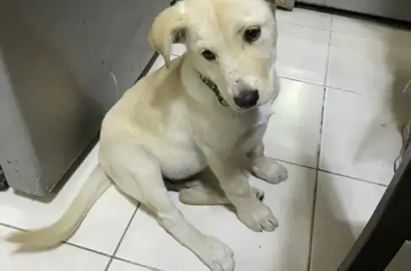 Cachorro Labrador Miel Hallado...