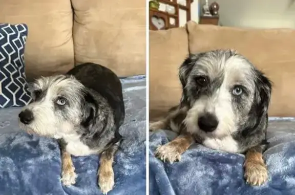 Lost Dog Alert: Danny Hall Rd 15665