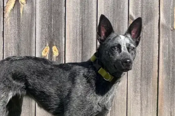 Lost Blue Heeler: Sweet, Nervous, Alum Cave