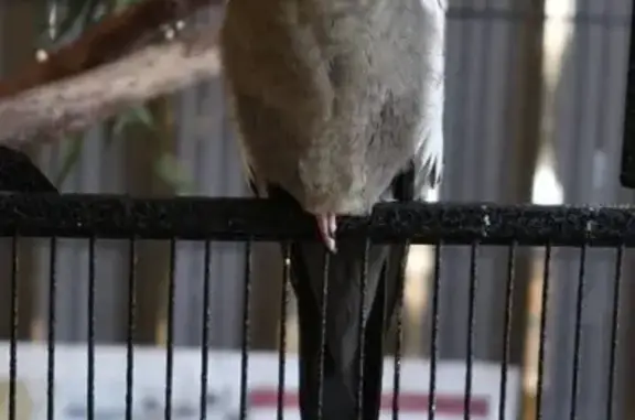 Lost Bird: Bright Yellow Face...