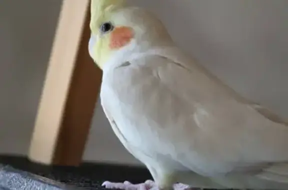 Lost Bird: Pale Yellow with Or...