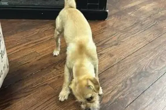 Lost Dog: Huesos on West 62nd St.