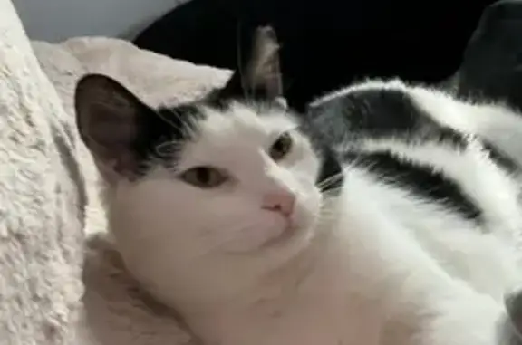 Lost Male Cat: White & Black in Monroe