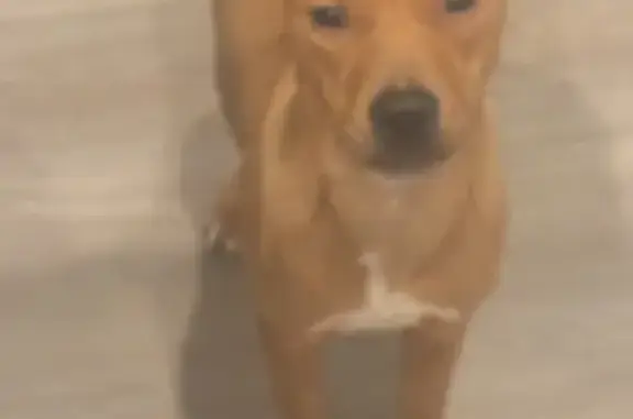 Lost Tan Terrier in Texas: Help Find!