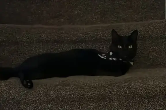 Missing cat Clemmons, photo: Shy Cat Lost: Chandler Place Circle