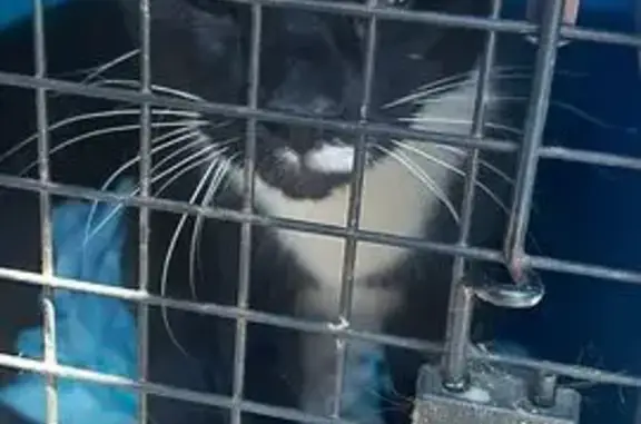 Lost and found pets Valdese, photo: Cat Found Behind Valdese Butchery
