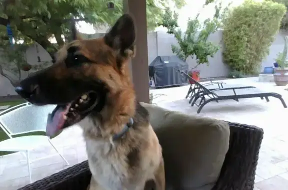 Found pets Phoenix, photo: Found: Trained German Shepherd, N. 16th St