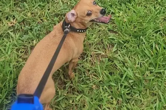 Missing dog Palm Bay, photo: Lost Chihuahua Mix: Peanut in Palm Bay