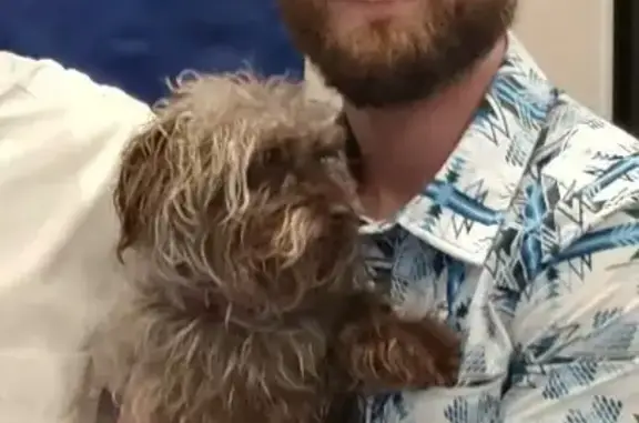 Missing dog Goodyear, photo: Lost Dog: Frosted Brown with Pink Collar
