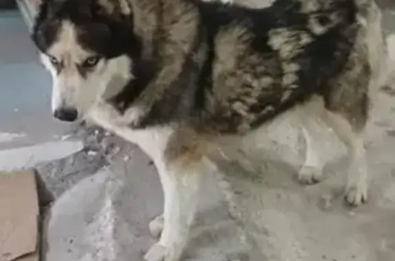 Husky Macho Herido y Descuidad...