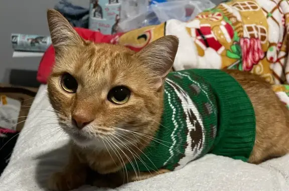 Lost Cat with Pink Claw Caps in Joliet