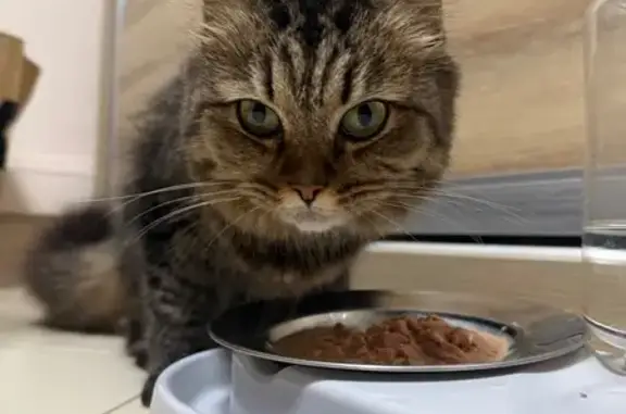 Found cat Singapore, photo: Friendly Cat Found on Jurong West St 42