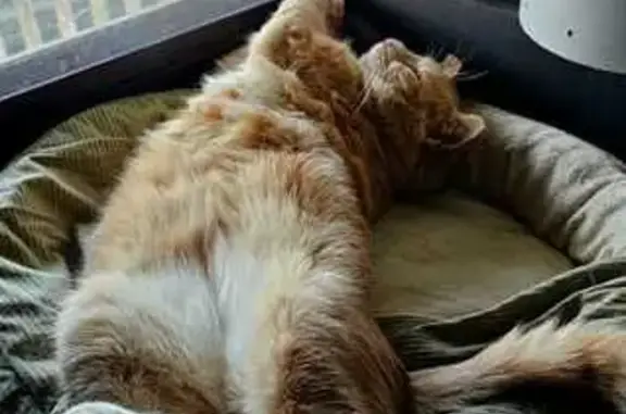Lost Pale Orange Cat in East Brunswick