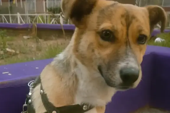 Perro Perdido: Café Miel con Patitas Blancas