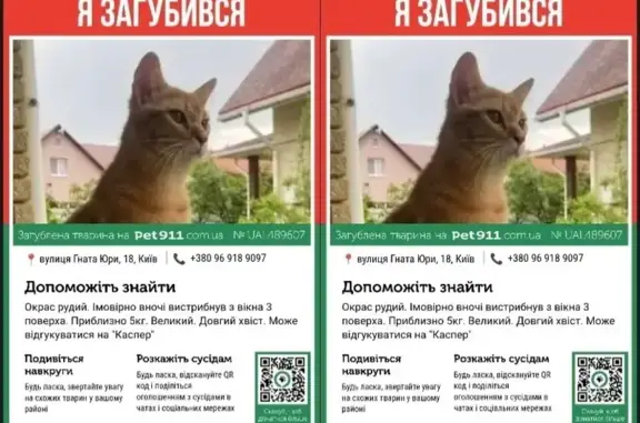 Рудий кіт Каспер зник у Києві: Допоможіть!