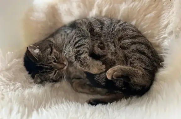 Chat perdu, Ambleteuse, photo: Chatte tigrée perdue à Ambleteuse