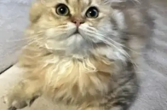 Chatte british longhair perdue à Troyes - photo