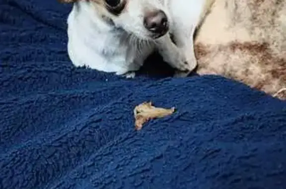 ¡Perro perdido! Blanco con manchas café en Buenavilla