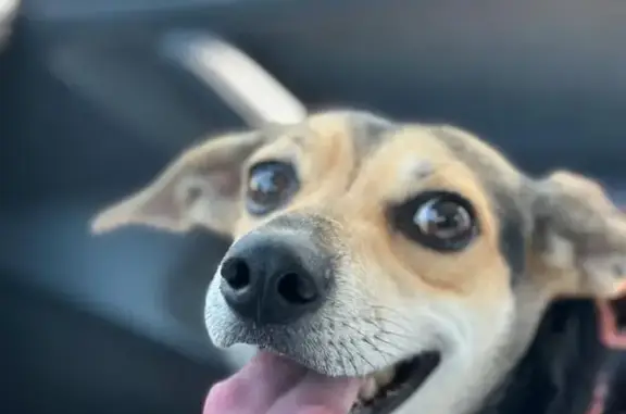 Lost Dog: Skittish Beagle Mix in SF