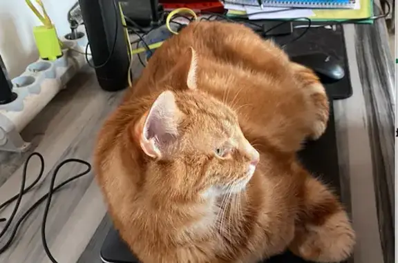 Chat roux 5kg 