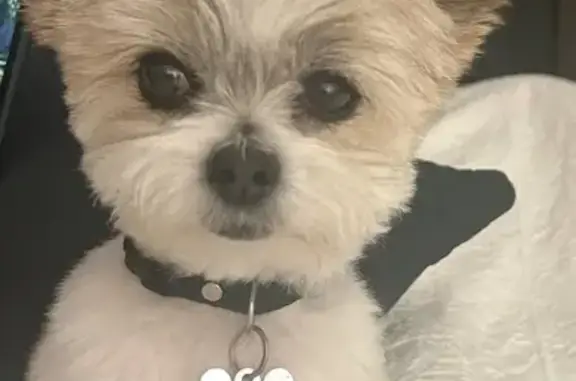 Lost Dog: Found via AirTag on...
