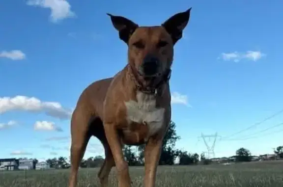 Lost Dog Bella: Rusty Brown &...