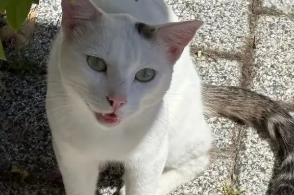 Animaux trouvés , photo: Chat trouvé : jeune, tigré, yeux verts