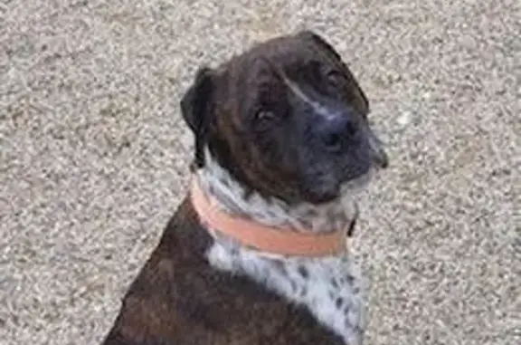 Chienne bringé perdue à Claix - photo