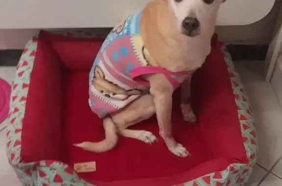 cachorro desaparecida