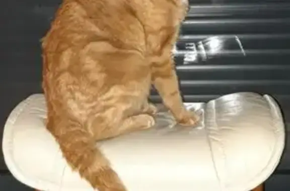 Chat perdu : Rebel, tigre roux sociable - photo