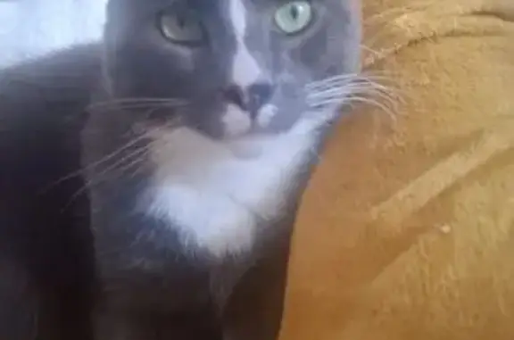 Chat perdu gris/blanc, répond à Dedenne - photo