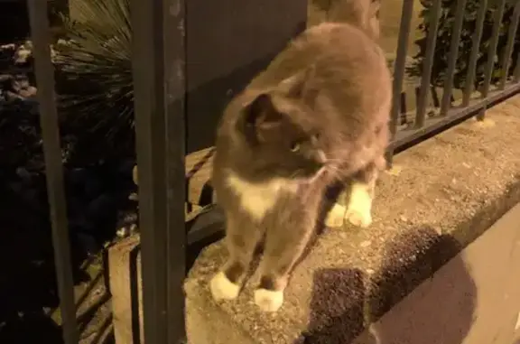 Chat trouvé Albi, photo: Chatte grise trouvée rue Monestié, Albi
