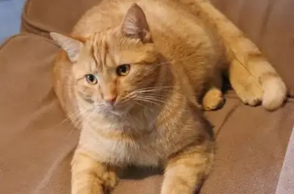 Animaux perdus , photo: Perdu : Chat roux SIMBAH à Cottenchy