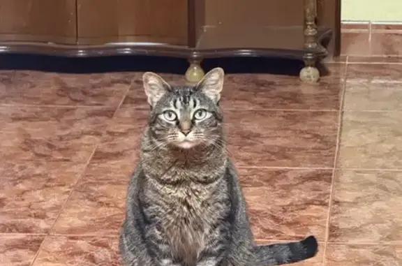 Se busca: Gato perdido en Villarrobledo