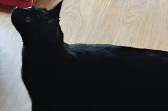 Chat perdu, Les Mureaux, photo: Chat noir Cachou perdu aux Mureaux